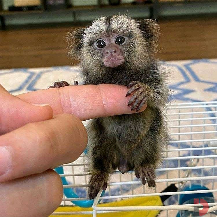 Finger Marmoset Monkeys for sale